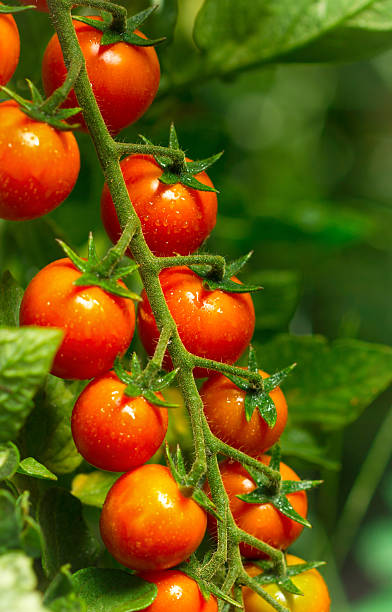 istock Fresh and organic cherry tomatoes in the garden 149384785