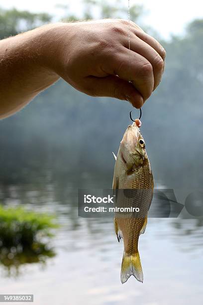 Pequenos Peixe - Fotografias de stock e mais imagens de Animal - Animal, Ao Ar Livre, Apanhar - Atividade Física