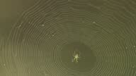 istock Spider Web 1493850715