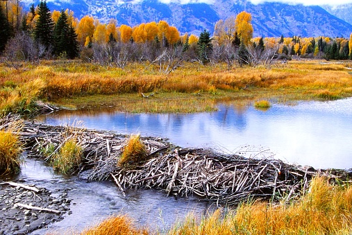 A beaver dam forms a pond bordered by yellow grasses and aspens with golden leaves.  The pond reflects the sky and clouds.