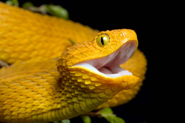 istock Venomous African Bush Viper Snake with mouth open and fangs retracted 1493852451