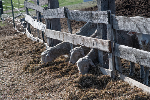 Three sheep eat outside old wooden fence boards in rural Montana in western USA, and North America.