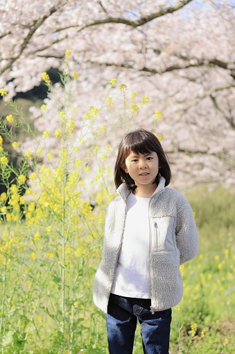 Japanese student girl and cherry blossoms and field mustard (8 years old)