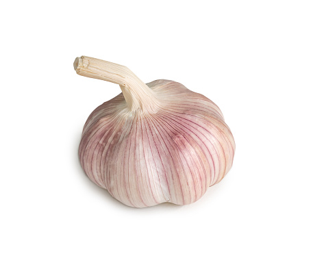 Single fresh white garlic bulb is isolated on white background with clipping path, Thai herb is great for healing several severe diseases, heart attack, Hyperlipidemia or Dyslipidemia, close up photo