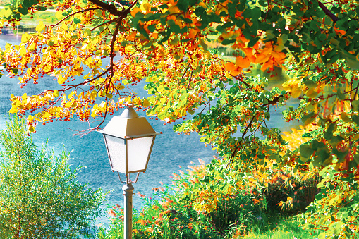 Street lamp and green leaves with sunlight