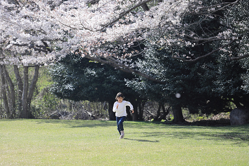 running Japanese student girl and cherry blossoms (8 years old)