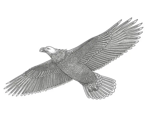 Vector illustration of Bald eagle flying. Vector vintage Engraving drawing style Illustration
