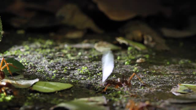 Leafcutter ant Help Carrying Food Teamwork