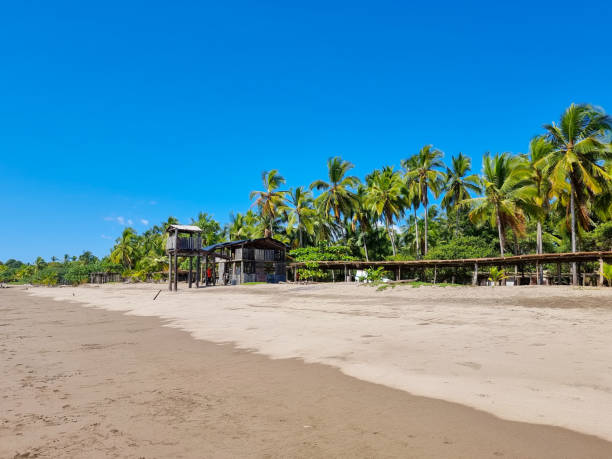 istock Panama, Las Lajas, palm forest facing the beach 1493862707