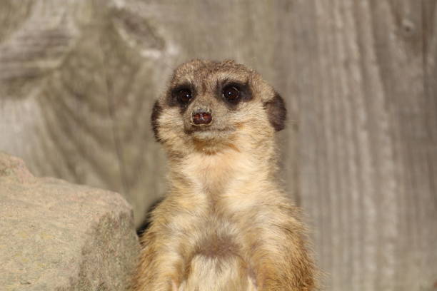 The meerkat (Suricata suricatta) posing to the camera. Close-up photo of a meerkat isolated from the background.