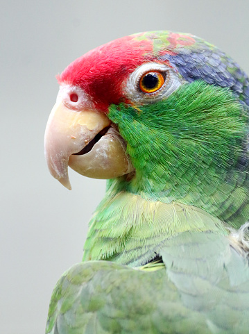 Close-up photo of the Tamaulipan parrot, red-crowned parrot, or red-crowned parrot (Amazona viridigenalis)