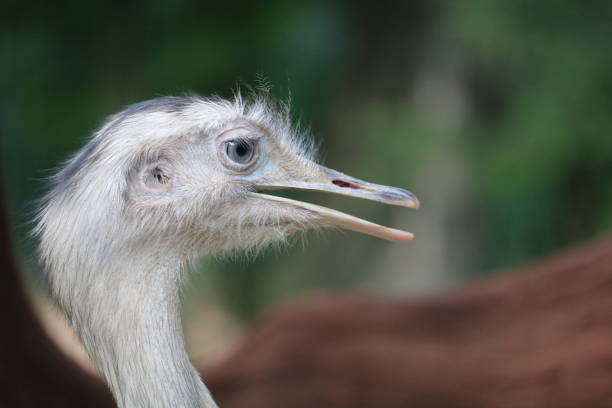 photo en gros plan de la tête d’autruche dans la nature - young bird beak feather ostrich photos et images de collection