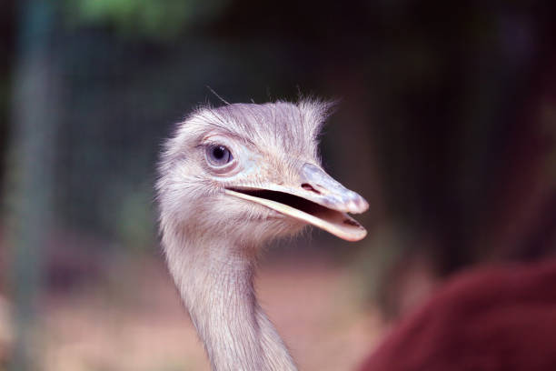 istock Ostrich head close-up photo in nature 1493863675