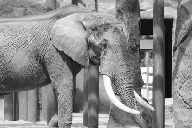 istock Black and white photo of asian elephant 1493863676