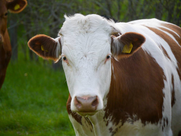 istock Portrait of a cow standing on field 1493863682