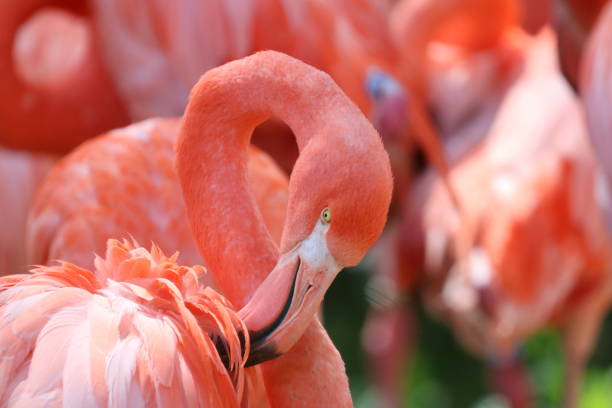 beautiful red flamingo detailed photo - group of animals animal bird flamingo imagens e fotografias de stock
