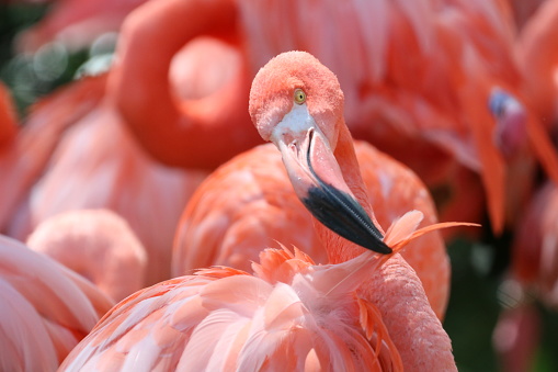 Beautiful red flamingo detailed photo in a daytime.