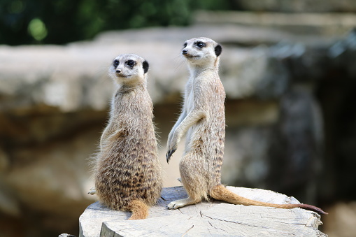 Close up color image depicting meerkats standing to attention in captivity. Room for copy space.