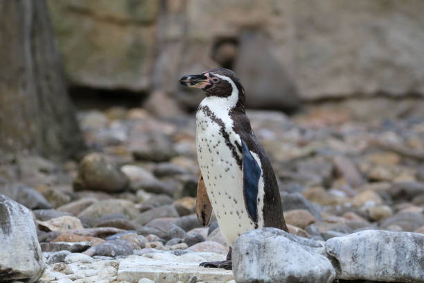adorable foto de primer plano del pingüino de humboldt - nobody beak animal head penguin fotografías e imágenes de stock