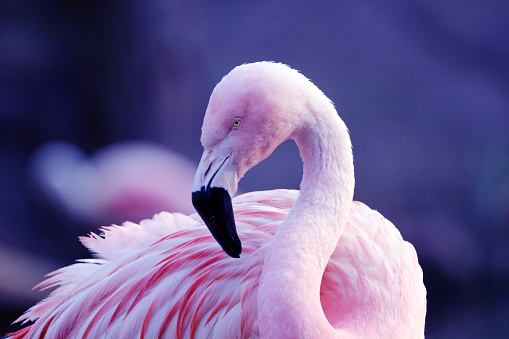 Beautiful pink flamingo detailed photo in a daytime