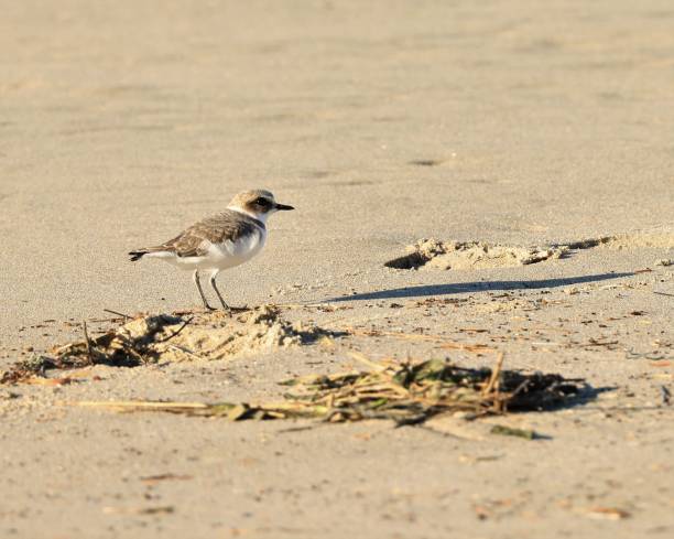 Endangered Western Snowy Plover stock photo