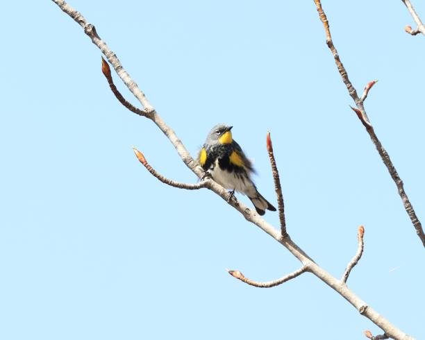 Male Yellow-Rumped Warbler on a Branch stock photo