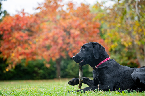 Young black purebred labrador retriever lying in green grass chewing on a stick with beautiful colorful autumn trees in the background.