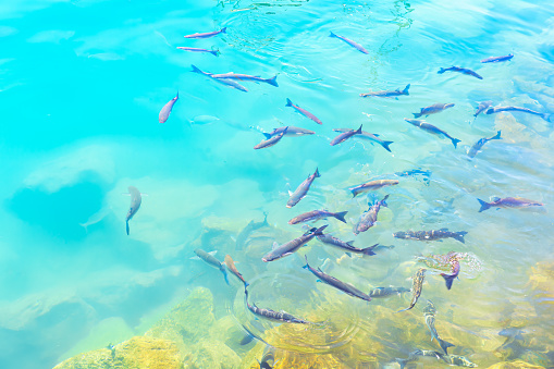 Flock of fishes swimming in clear water . Fish in trnsparent sea at water surface
