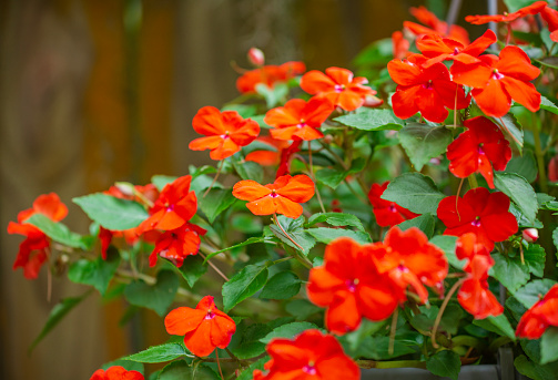 Nasturtium orange flowers. Tropaeolum majus isolated on white