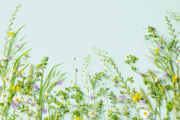 istock wild grass and flowers on green paper background 1493870675
