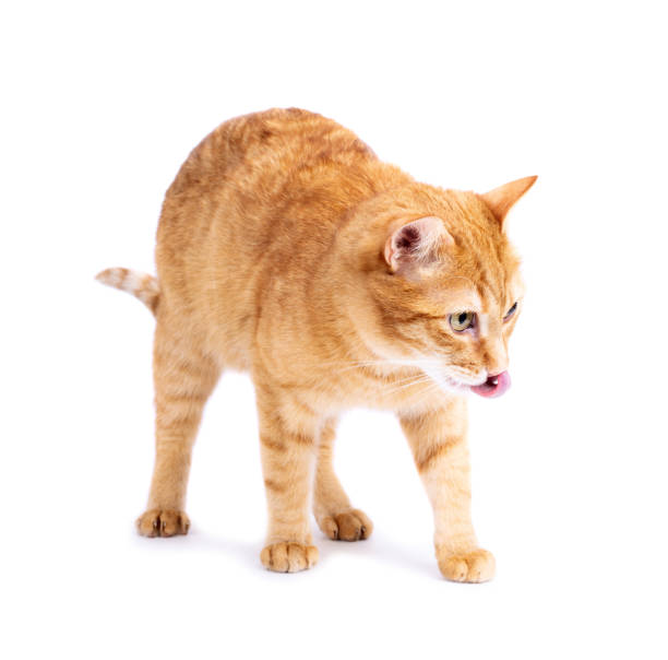 istock Adorable Young red Cat Yawning 1493872901