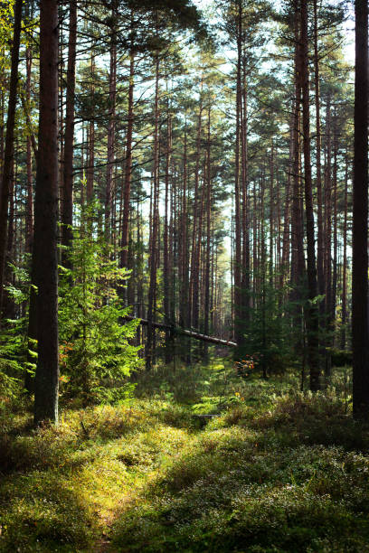 istock Fairy forest in the morning 1493872911
