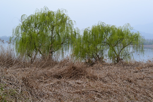 Beautiful spring panoramic view of blue lake water streaks, opposite lake shore, willows with long green branches, yellow field of dry weeds.