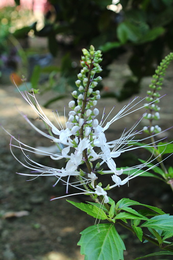 Orthosiphon aristatus is a plant species in the family of Lamiaceae Labiatae. The plant is a medicinal herb found mainly throughout southern China, the Indian Subcontinent, South East Asia