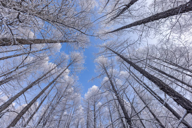 istock Low angle view of snow covered pine trees in the forest with clear sky day. 1493878997