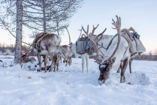 istock Mongolian Reindeer in Taica Bioecology at Khovsgol, Mongolia. 1493878998