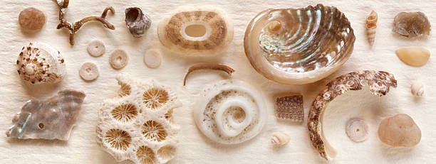 istock Seashell Still Life on Parchment Paper 149387922
