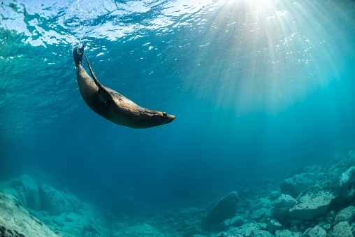 Australian Fur Seal, New South Wales Australia