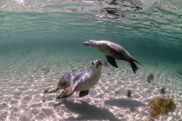istock Australian Sea lion 1493879658