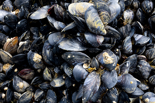 An image of a large cluster of black mussel shells visible at low tide.