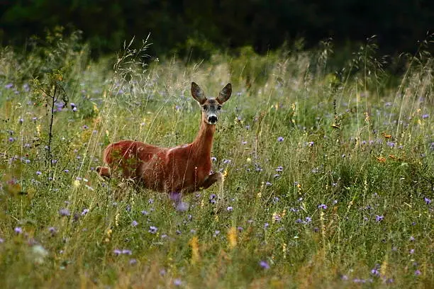 roe deer doe coming through the big grass in summer