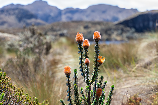 Chuquirahua (Chuquiraga jussieui) flower of Andes, is a native species of Colombia, Ecuador and Peru. It is found at Toreadora lake recreation area in el Cajas National park, Ecuador