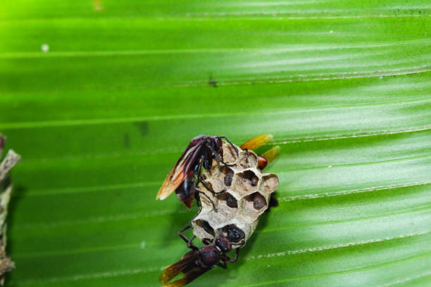 two oriental paper wasps tending to stem cells from their nest in a palm tree - palm leaf flash imagens e fotografias de stock