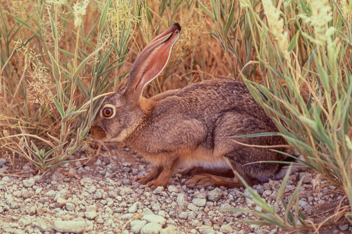 The Cape hare (Lepus capensis), also called the brown hare and the desert hare, is a hare native to Africa and Arabia extending into India.