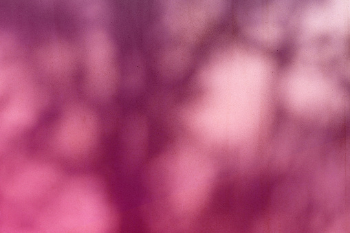A magenta wall with the play of light and shadow from tree branches in the background