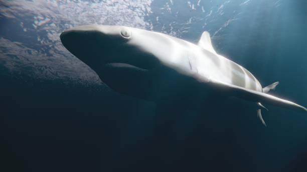 istock Close up shark swim underwater. 1493888490