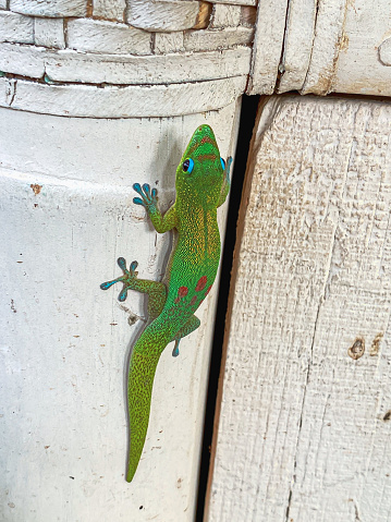 A colorful gecko cling to the edge of a weathered  post.