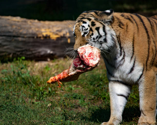 istock The Amur Siberian tiger eats raw meat on green grass. 1493888601