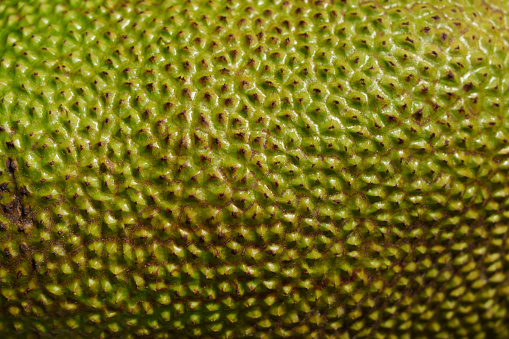 A close-up of a jackfruit skin as a background