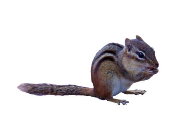 istock Cut Out of Noshing Cheeky Chipmunk 1493889933